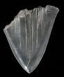 Partial, Serrated, Fossil Megalodon Tooth - Cyber Monday Deal! #53024-1